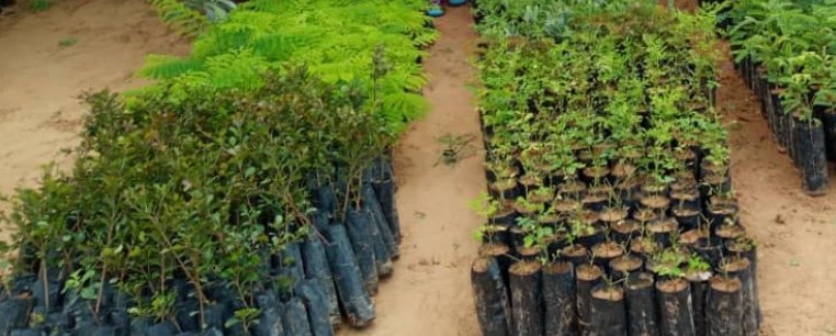 Freshly planted saplings stretching across restored land
